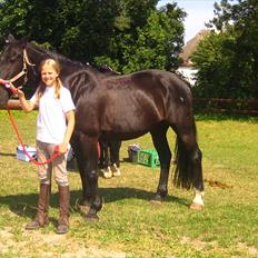 Anden særlig race Bento *rideskole*