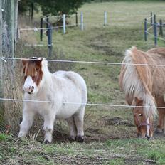 Anden særlig race Max