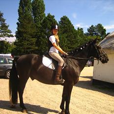 Anden særlig race Bento *rideskole*