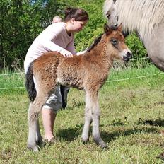 Islænder Álfadís fra Lille Vesters