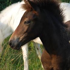 Islænder Álfadís fra Lille Vesters