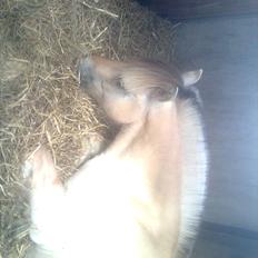 Fjordhest Ingar halsnæs HVR