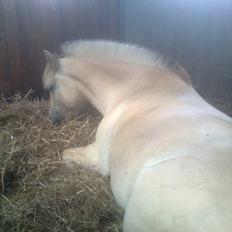 Fjordhest Ingar halsnæs HVR