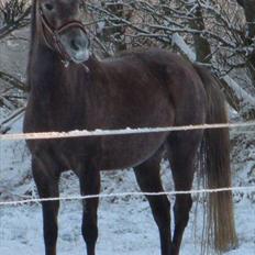 Sportsaraber (A) Fleur