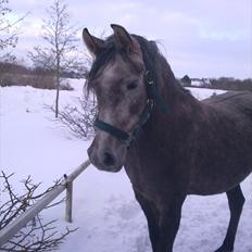 Sportsaraber (A) Fleur