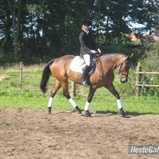 Oldenborg Ayla Høllfred solgt