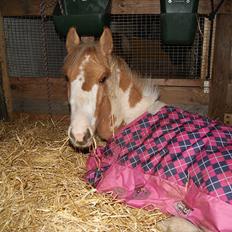 Anden særlig race Karla *RIP* :'(