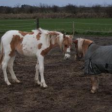 Anden særlig race Karla *RIP* :'(