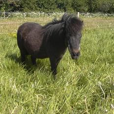 Anden særlig race Fifi R.I.P