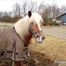 Haflinger Mille <3 Solgt