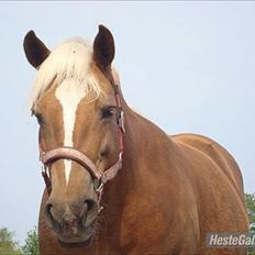 Haflinger Mille <3 Solgt