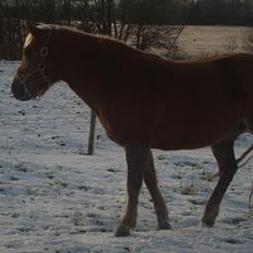 Haflinger Mille <3 Solgt
