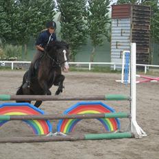Welsh Cob (sec D) Spirit