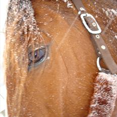 Anden særlig race Kasmir -solgt & elsket <3