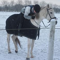 Anden særlig race Capella
