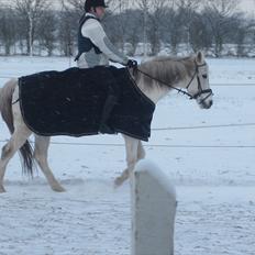 Anden særlig race Capella