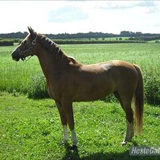 Hollandsk Sportspony Daylight!  <3 (Savnet&elsket)