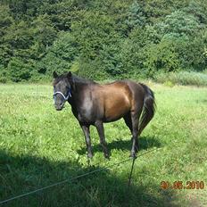Welsh Mountain (sec A) * * * *Chanti* * * * my prinses ever <3<3<3<3<3333
