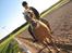 Haflinger Mai (ISendt hjem!):