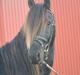 Frieser Frits