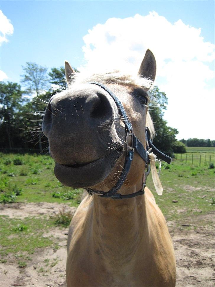 Anden særlig race Safran - pæne fortænder ;P <3 billede 3