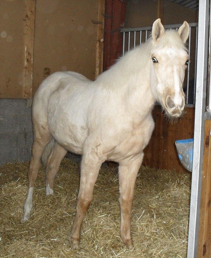 Palomino AMBERLOID  billede 1