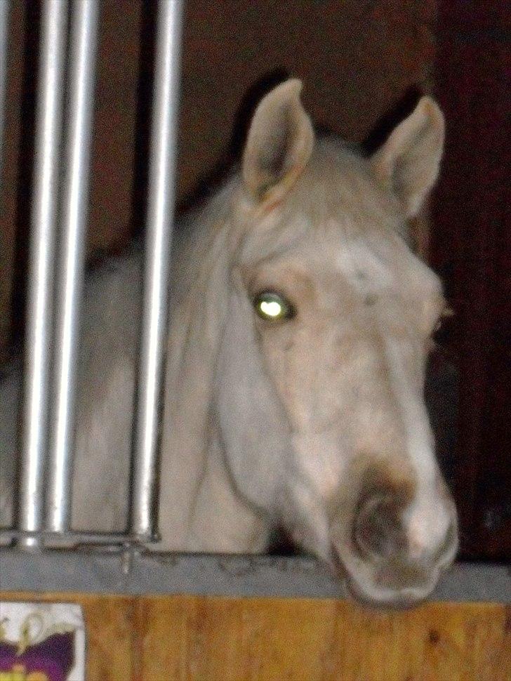 Palomino AMBERLOID  billede 2