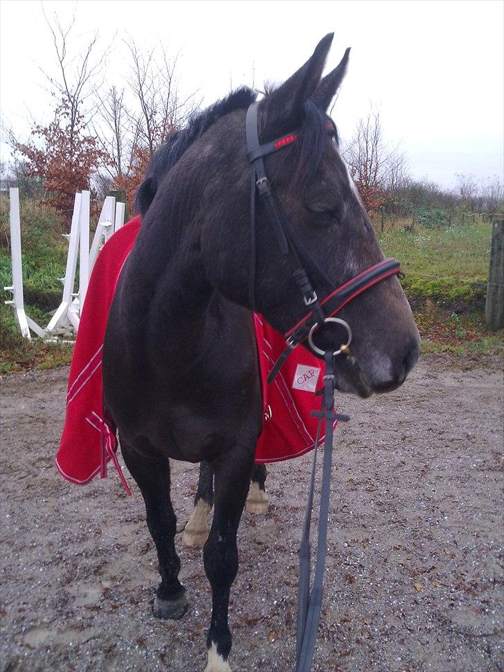 Anden særlig race  flik flak billede 5