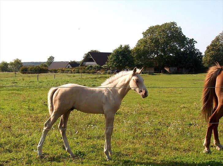 Palomino AMBERLOID  billede 3