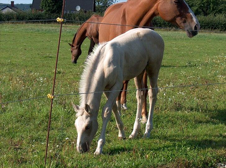 Palomino AMBERLOID  billede 4