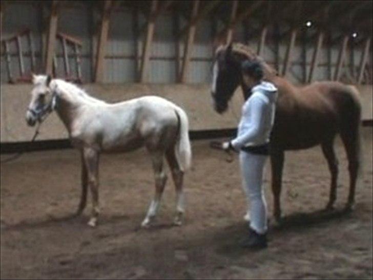 Palomino AMBERLOID  - til kåring med moar billede 5