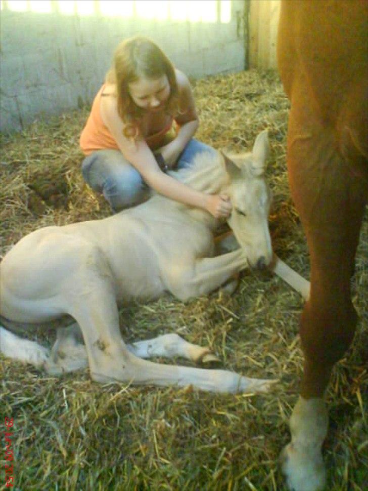Palomino AMBERLOID  - næsten helt ny billede 6