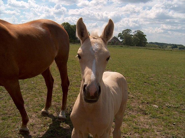 Palomino AMBERLOID  - hvem siger sjove øre thi hi billede 7