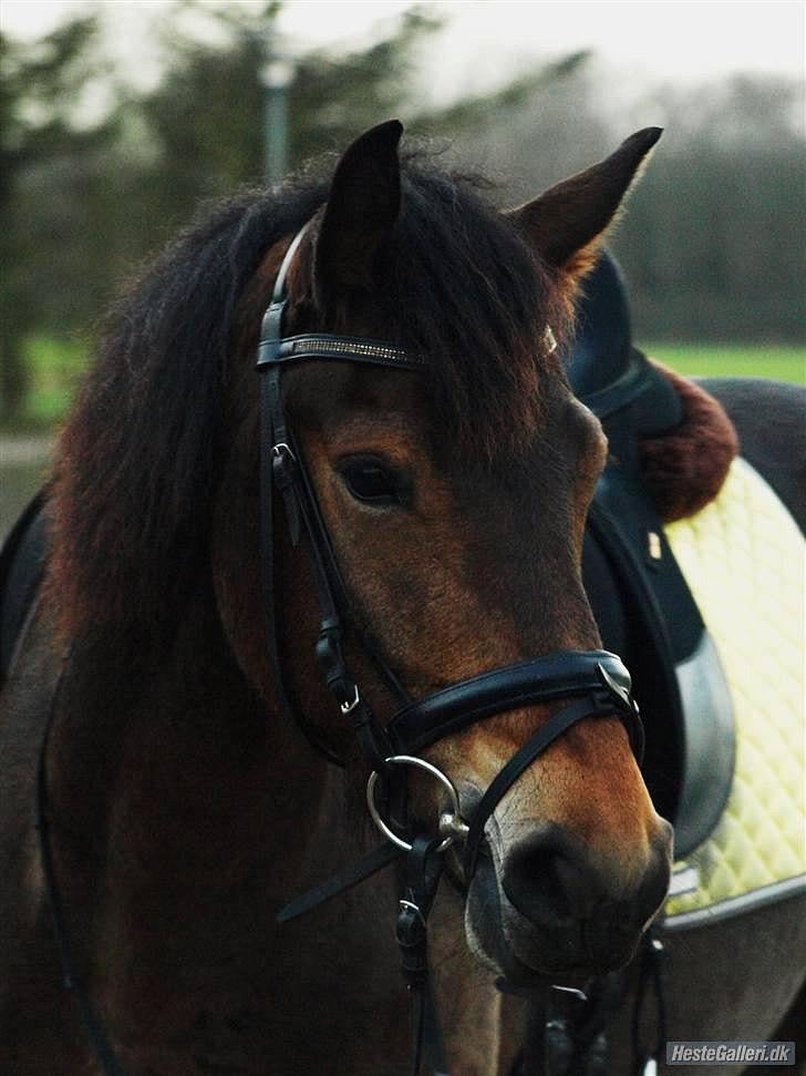 Anden særlig race Victoria. - #4 Smukke hyp <3  billede 3