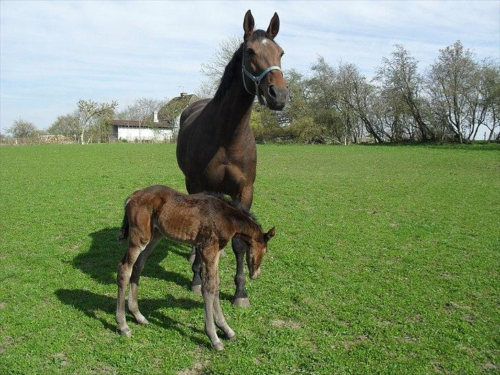 Dansk Varmblod BILLIE JEAN billede 1