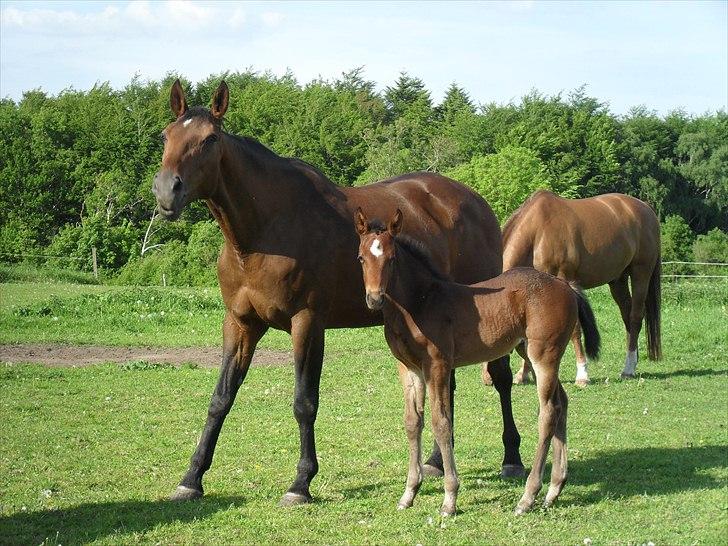 Dansk Varmblod BILLIE JEAN billede 2
