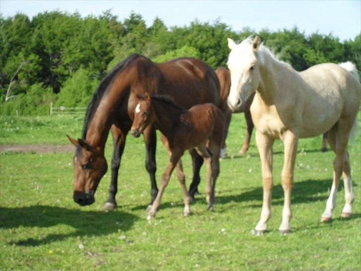 Dansk Varmblod BILLIE JEAN billede 3