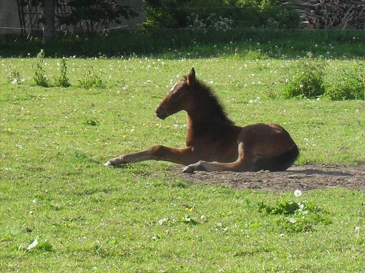 Dansk Varmblod BILLIE JEAN billede 4