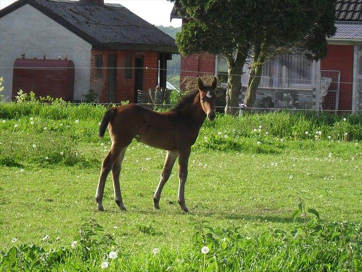 Dansk Varmblod BILLIE JEAN billede 5