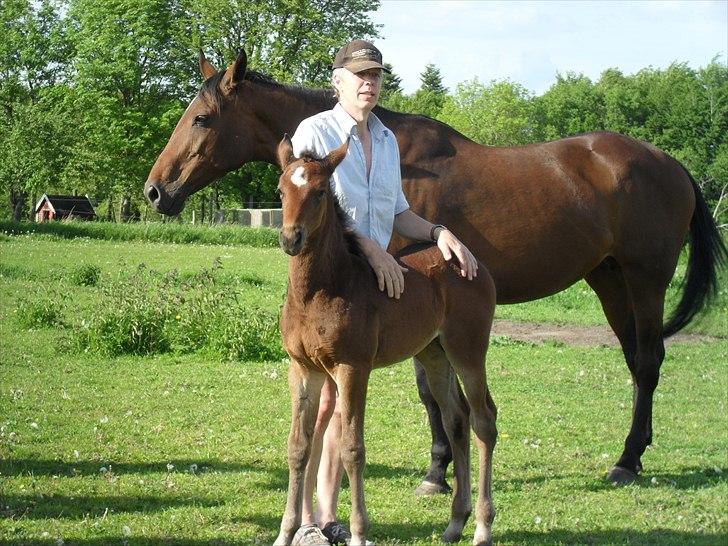 Dansk Varmblod BILLIE JEAN billede 6