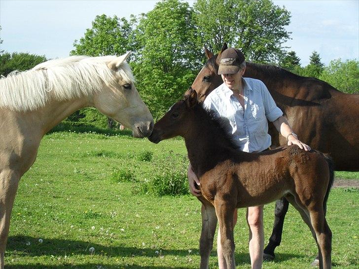 Dansk Varmblod BILLIE JEAN billede 7