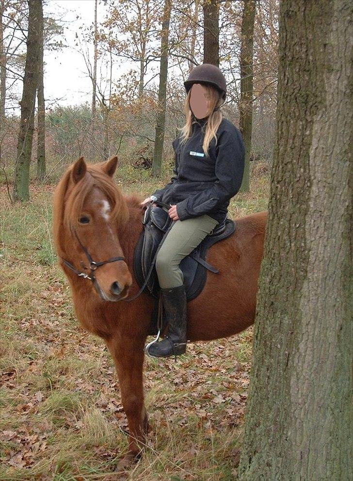 Islænder Toke |I Miss You| - I skoven. - Fotograf Michael Jensen. billede 13