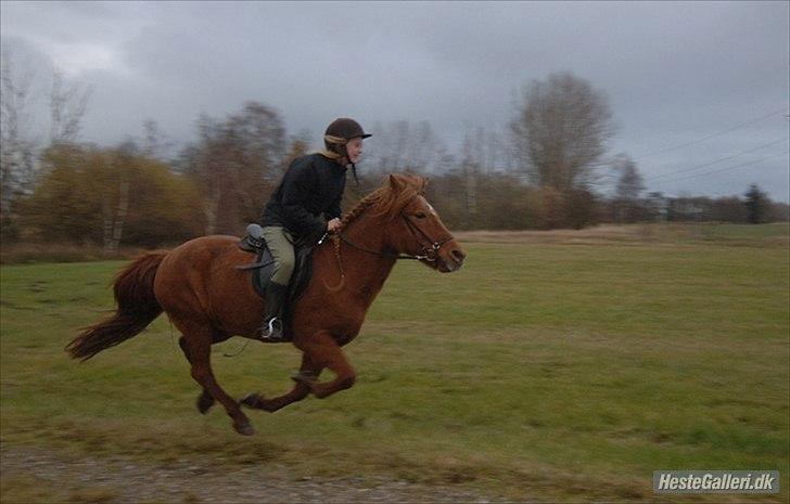 Islænder Toke |I Miss You| - Vi jorde på marken. - Fotograf Michael Jensen. billede 14