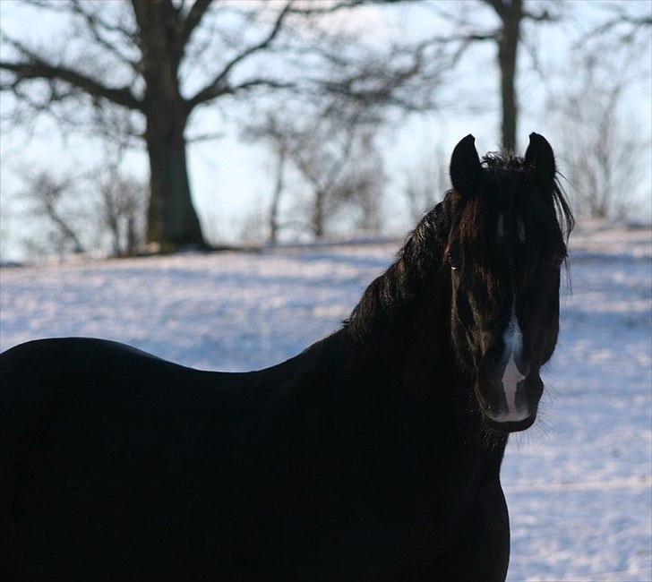 Welsh Cob (sec D) Valhallas Jesse James - 12) Jesse i sneen d. 3/1-11! Tager af Mille(Ejeren) billede 12