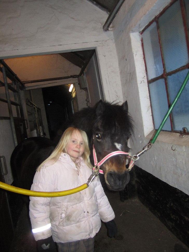 Welsh Mountain (sec A) Englyst Flame  - Velkommen til Flammes profil :) billede 1