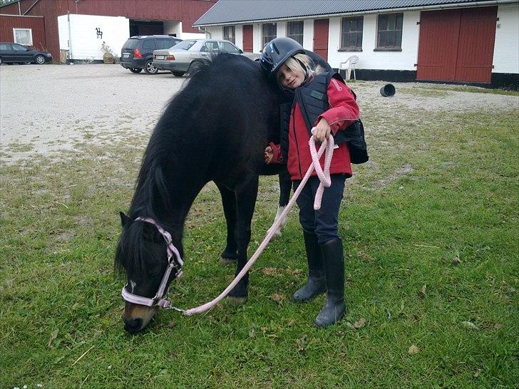 Welsh Mountain (sec A) Englyst Flame  billede 2