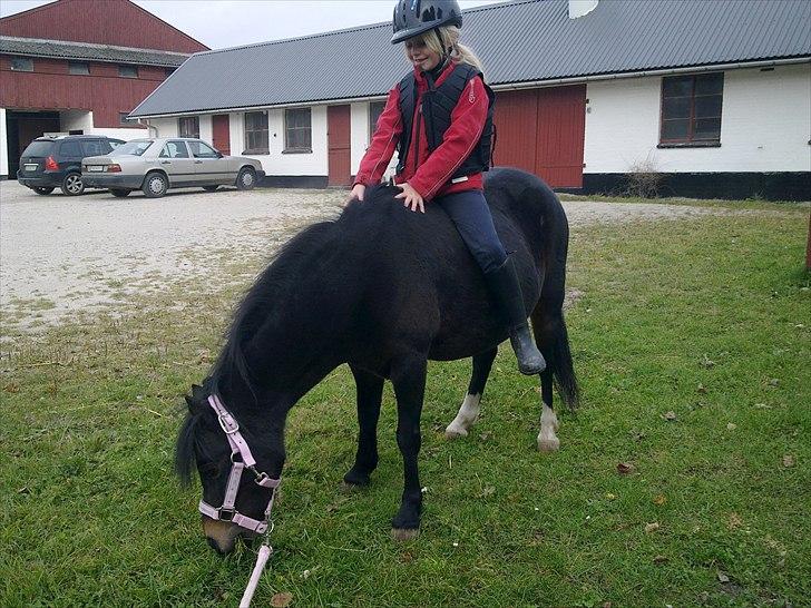 Welsh Mountain (sec A) Englyst Flame  billede 3