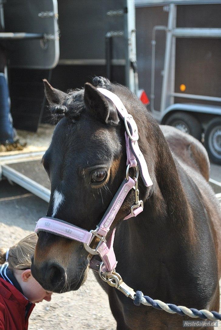 Welsh Mountain (sec A) Englyst Flame  - Taget af Emilie R. billede 4