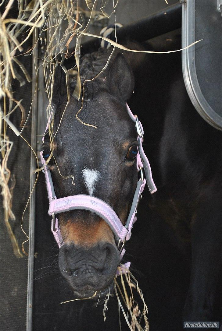 Welsh Mountain (sec A) Englyst Flame  - Hej hej det hyggeligt til stævne  
Taget af Emilie R. billede 5