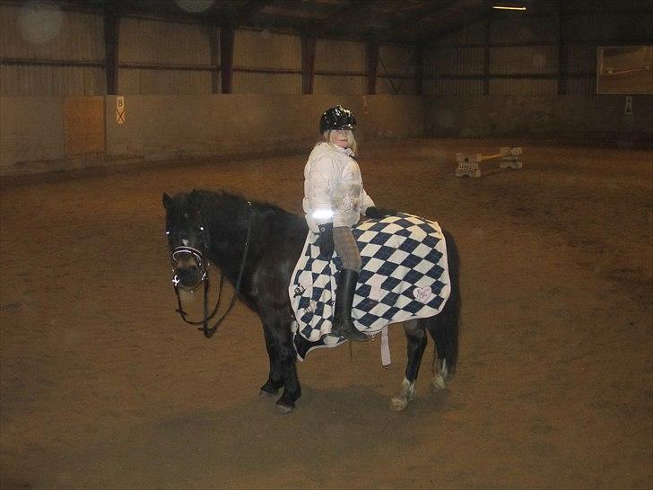 Welsh Mountain (sec A) Englyst Flame  - Lidt hygge ridning billede 6